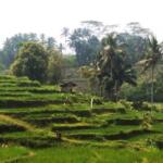 Persawahan Desa Kemirigede, di Lereng Gunung Kawi, Kecamatan Kesamben. Foto BlitarRaya.com-Wahyuana