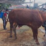 Petugas DKPP Kota Blitar menyemprot sapi di Pasar Dimoro dengan disinfektan, Rabu 5 Juni 2024