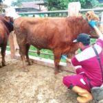 Petugas pemantau hewan dari Dinas Peternakan dan Perikanan Kabupaten Blitar memeriksa seekor sapi di Pasar Hewan Terpadu Wlingi menghadapi Hari Raya Idul Adha 2024, Selasa (4 Juni 2024)