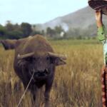 Ilustrasi sawah mulai mengering. Foto Pixabay_Ihsan Aditya