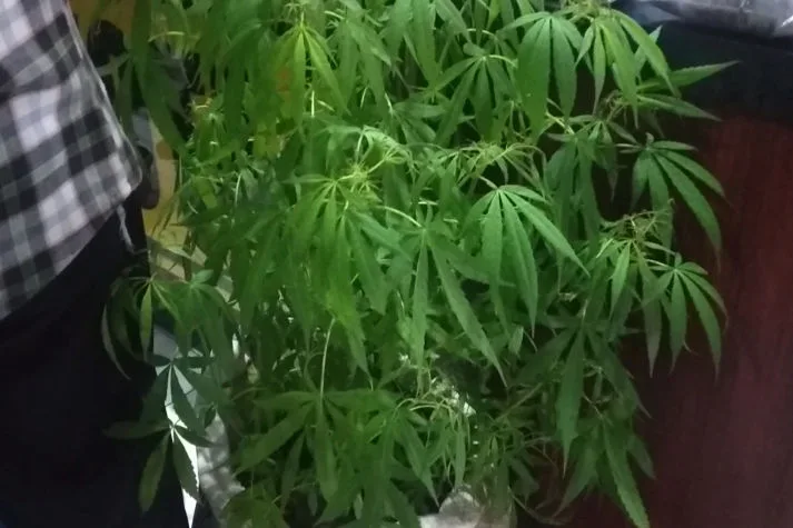 tanaman ganja dalam polybag